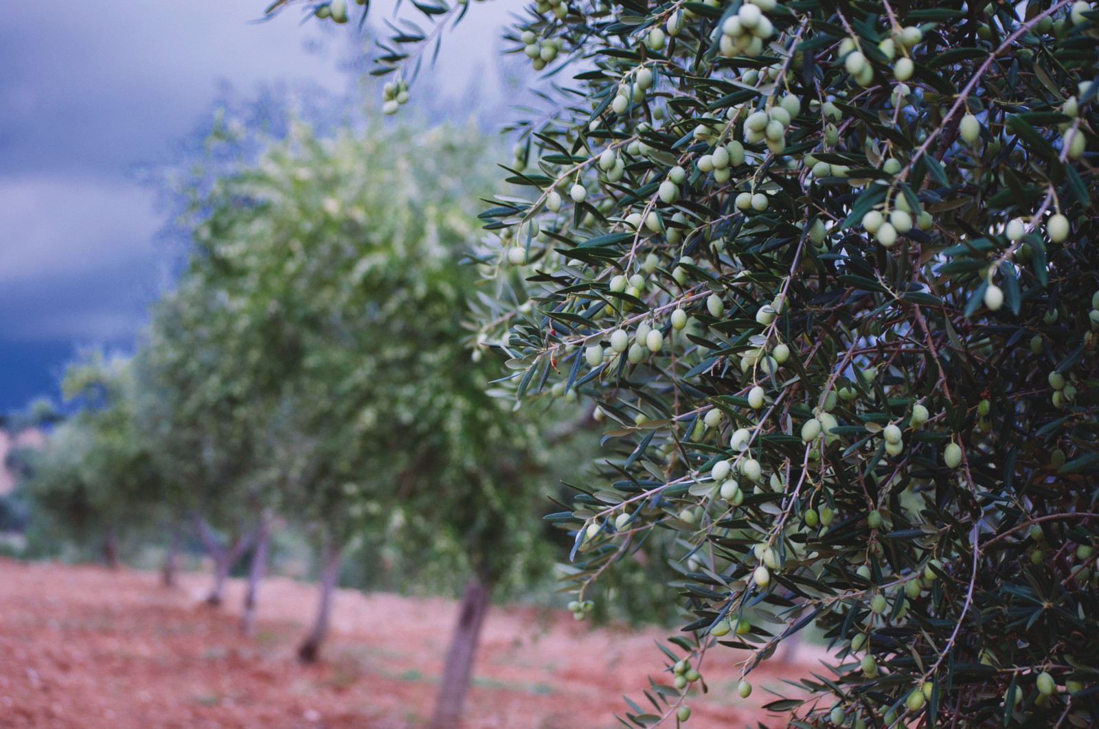 Olio Extravergine di Oliva