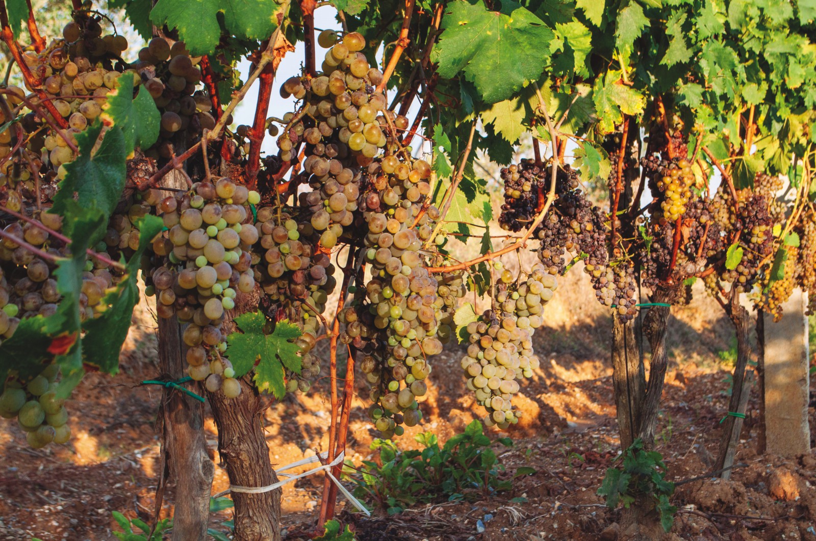 Moscato Passito di Saracena